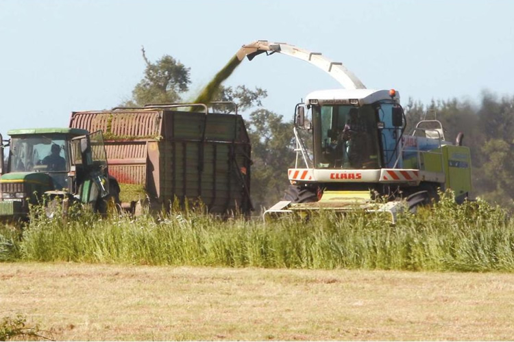 USDA revisa a la baja  estimaciones de producción mundial de cereales