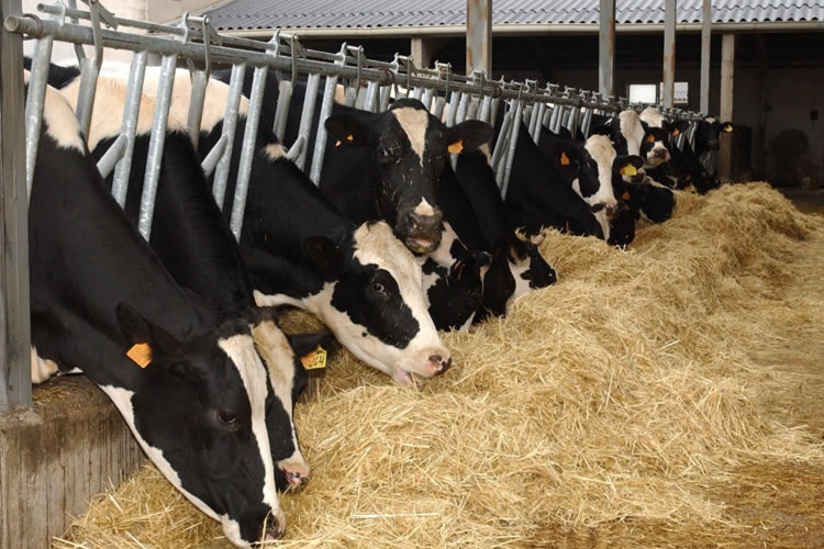 UE: El año 2022 cerró con una subida del precio de la leche cercana al 40%