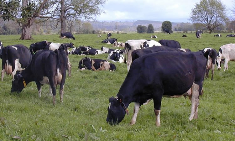 Presidente analizó mercado local de leche: "Estamos bastante complicados"