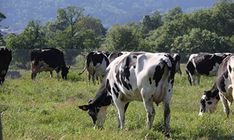 Pulso a la producción de leche mundial: sube en EE.UU., mientras baja tanto en Australia como en Nueva Zelanda