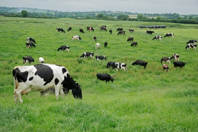 Recepción nacional de leche cruda cae 2,2% en 2022