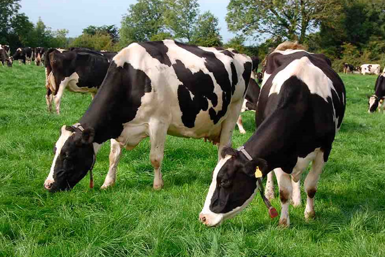 El precio de la leche subió 8,8% en 2022, aunque no permitió aumentar la recepción lechera 