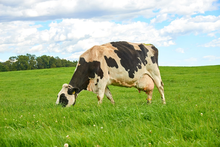 Opinión: “La leche más sustentable del planeta”