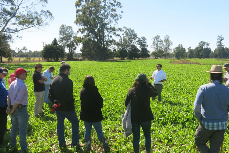 Productores conocieron variedades y especies forrajeras en un nuevo Día de Campo