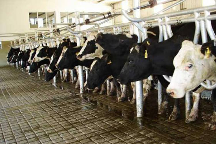 El índice de precios de los productos lácteos de la FAO vuelve a caer en febrero