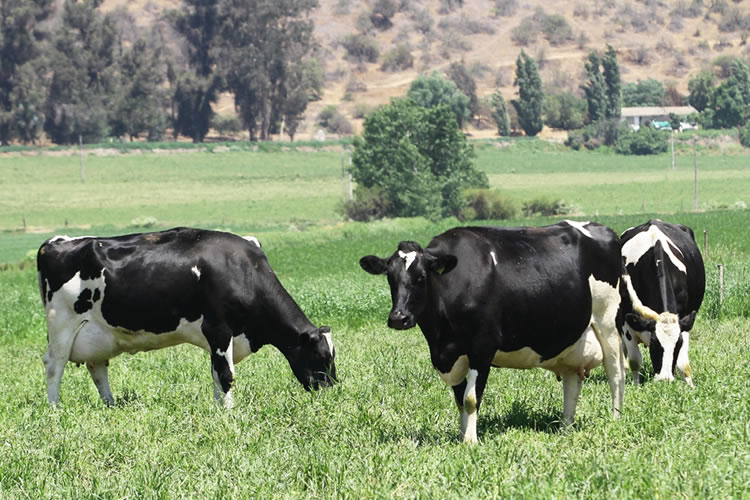 Producción nacional de leche cruda disminuye un 2,2% en 2022