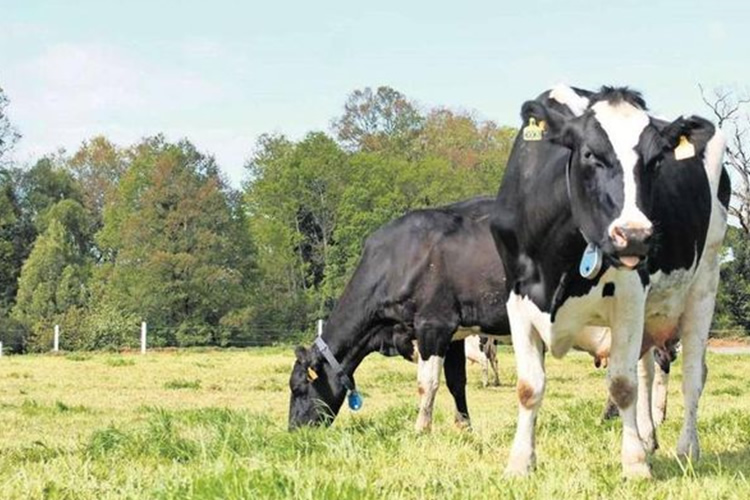 Productores lecheros aseguran que no han traspasado el aumento de sus costos a consumidores