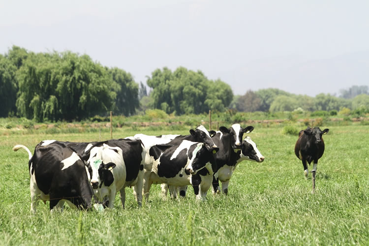 Recepción nacional de leche cruda disminuye 3,0% en enero 