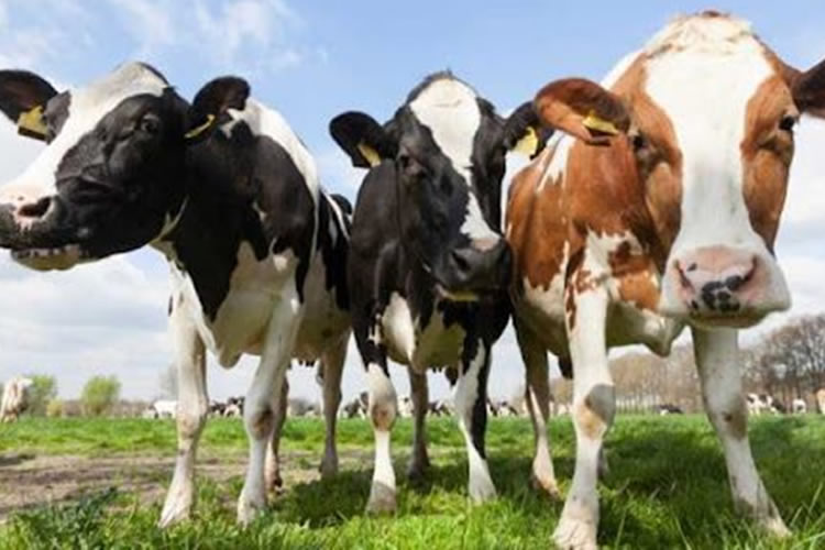 La producción mundial de leche cierra al alza en enero de 2023