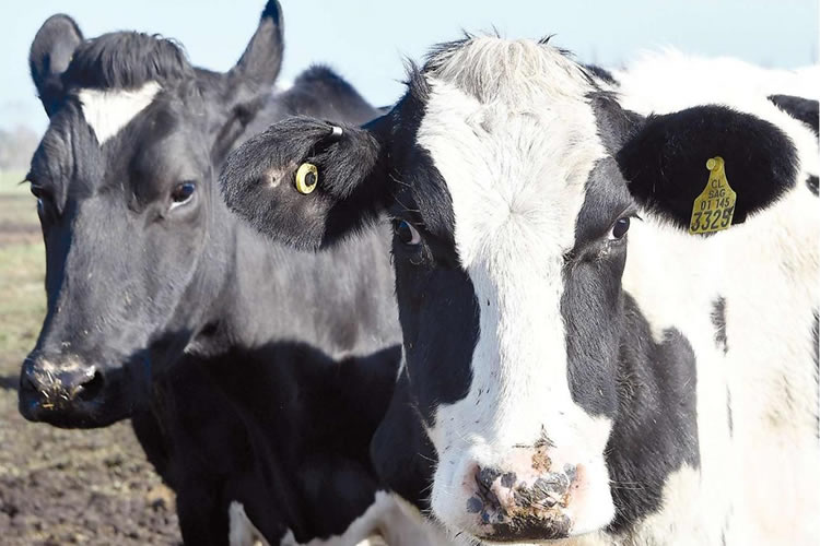 Producción regional de leche cruda inicia 2023 con resultado mixto 
