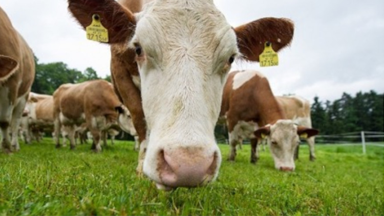 La incierta evolución de la producción láctea en la UE en 2023 va a condicionar los precios