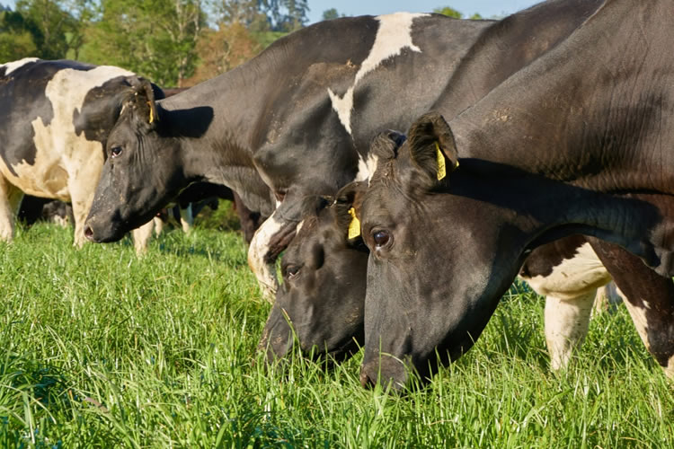 Agricultores enfrentarán un invierno con menos forraje por bajo crecimiento de praderas