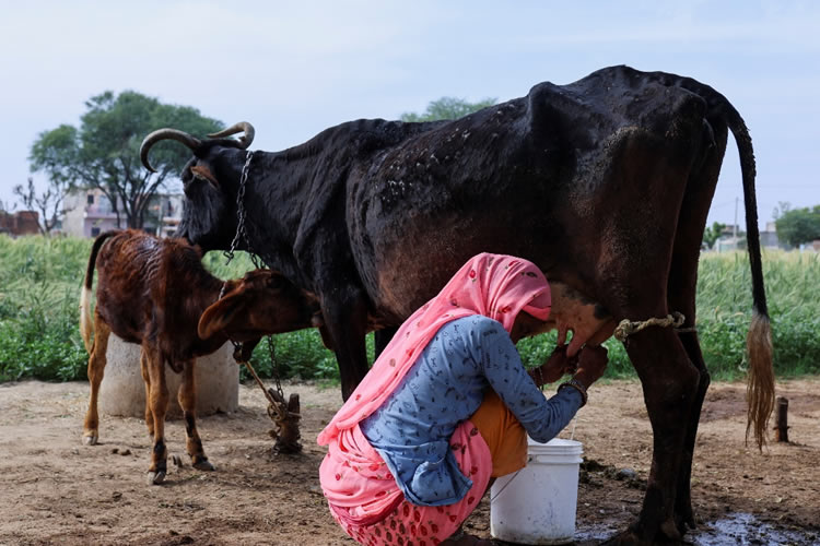 Las importaciones de leche de la India se disparan a medida que avanza enfermedad que afecta al ganado 