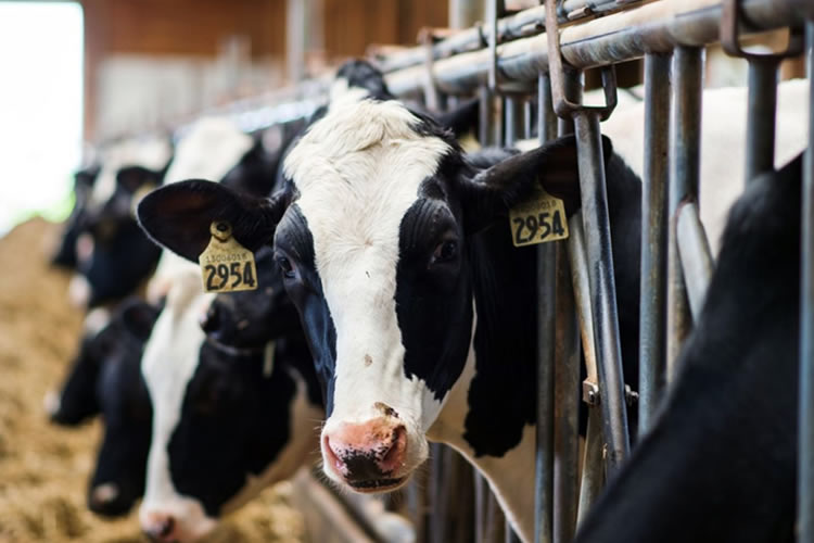 Casi un 3% cae el precio de la leche en la UE durante marzo de 2023