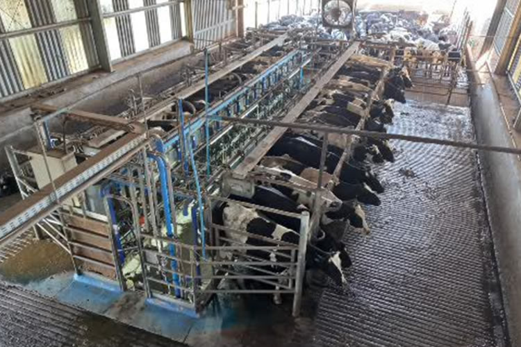 Precio de la leche al productor  no logra estimular la recepción 