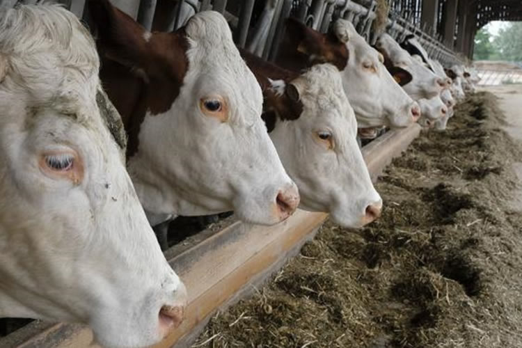 Francia refuerza sus medidas de prevención de tuberculosis bovina