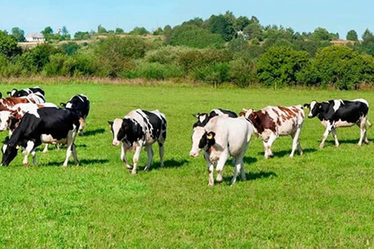 Cuatro pasos para renovar los suelos y praderas en sistemas de producción de leche