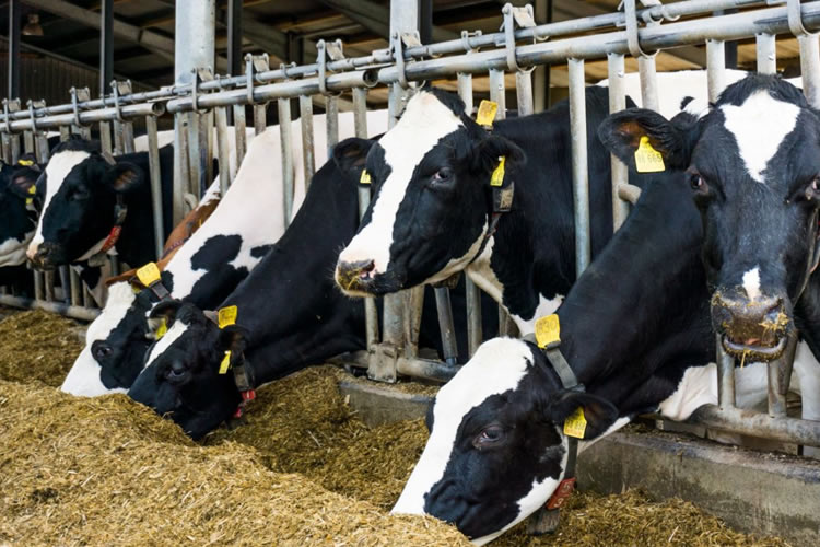 España: Los productores ven «inadmisibles» las bajadas de precios de la leche