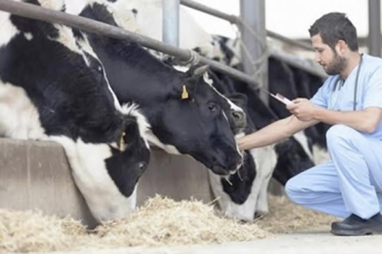 Bienestar animal y lechería están en la misma definición