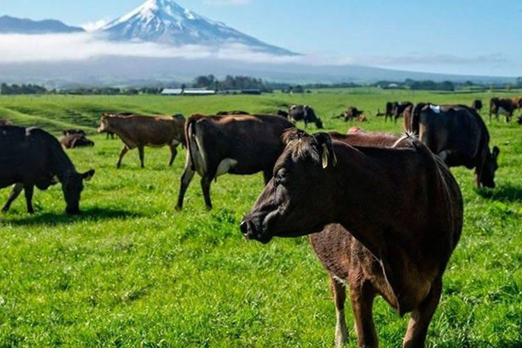 La evolución de la industria láctea de Nueva Zelanda 