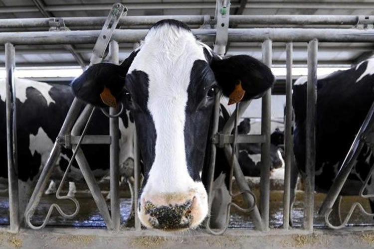 La industria láctea española reclama medidas para garantizar el suministro de la leche de origen