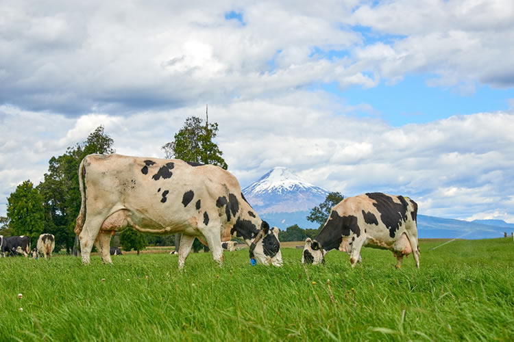 Industria láctea: Diversificación y Perfeccionamiento, las Nuevas Claves del Mercado Nacional