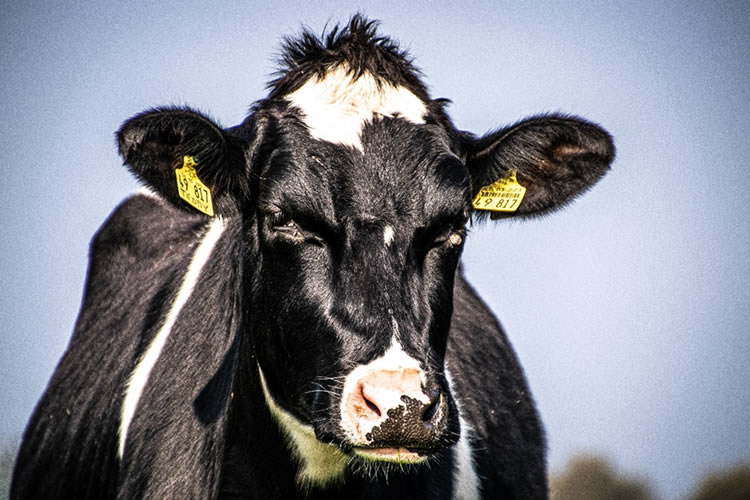 Exportaciones lácteas caen 9,6% y productores confían en repunte gracias a la marca Chilemilk