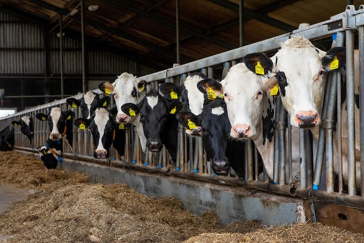 Cuarto descenso mensual consecutivo del precio de la leche en la UE