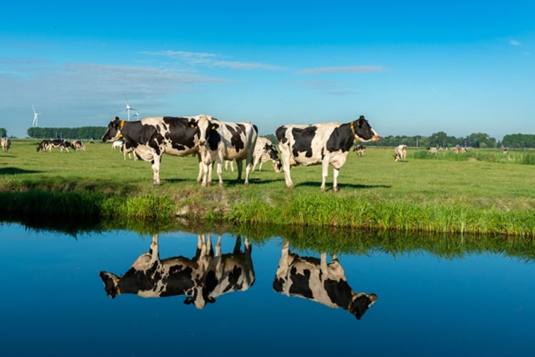 EE.UU.: La sostenibilidad láctea es un objetivo a largo plazo