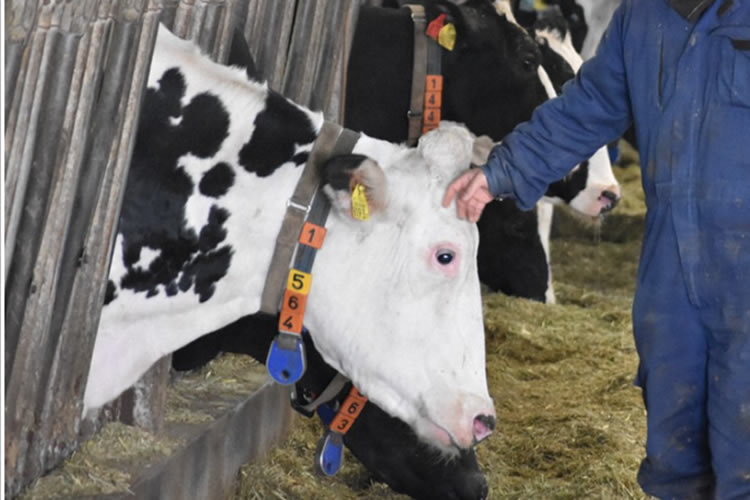 La 'crisis láctea' golpea a Japón mientras las quiebras agrícolas registran el máximo en 10 años