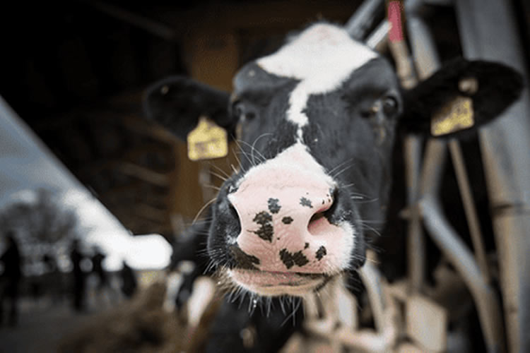 Estados Unidos abre mercados alternativos al sudeste asiático para sus lácteos