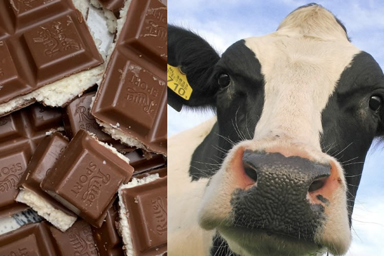 Osorno buscará tener la primera vaca de chocolate a tamaño real del mundo