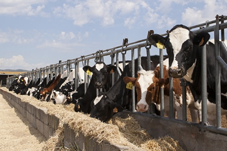 La producción mundial de leche acumula alza de 0,81% en el primer trimestre de 2023
