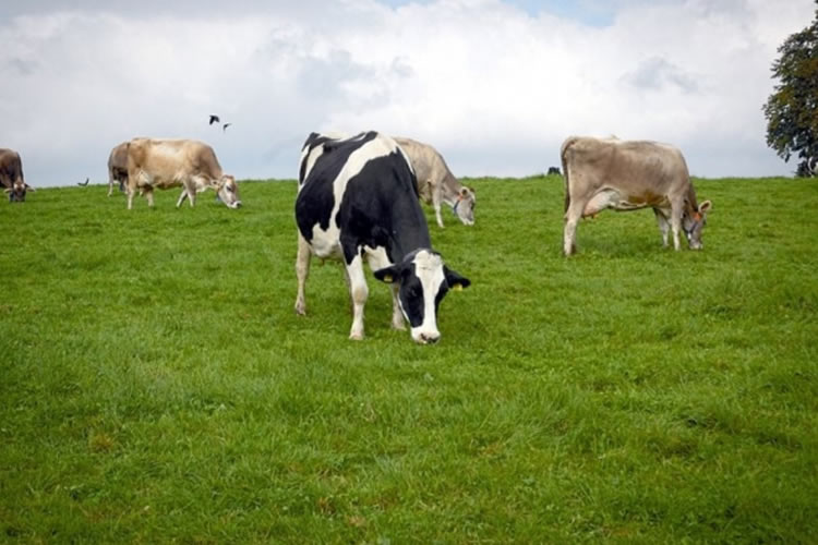 Según estudio, los costes de producción de un litro de leche se sitúan en los 0,5806 € en España