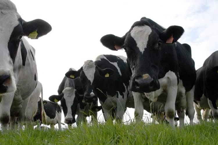 Argentina: ¿Qué percepción tiene la sociedad de la cadena láctea?