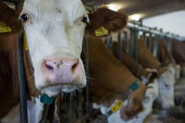 La recolección de leche cruda en la UE sube un 0,2% en marzo