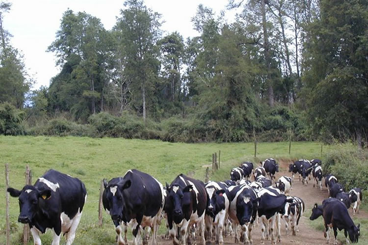 Situación regional: Producción de leche cruda cierra mayormente a la baja el primer trimestre