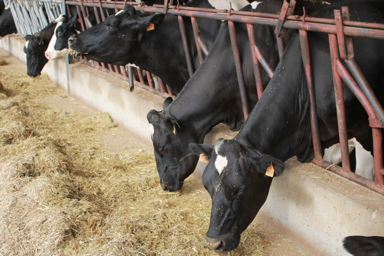 Pulso mundial: Baja la producción de leche de vaca en Oceanía, mientras repunta en Estados Unidos y el Reino Unido