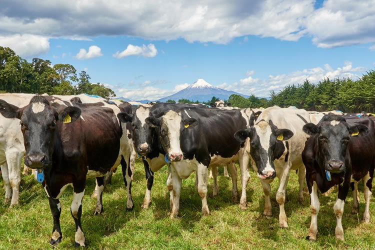 "Chile tiene características especiales para producir leche de primera calidad"