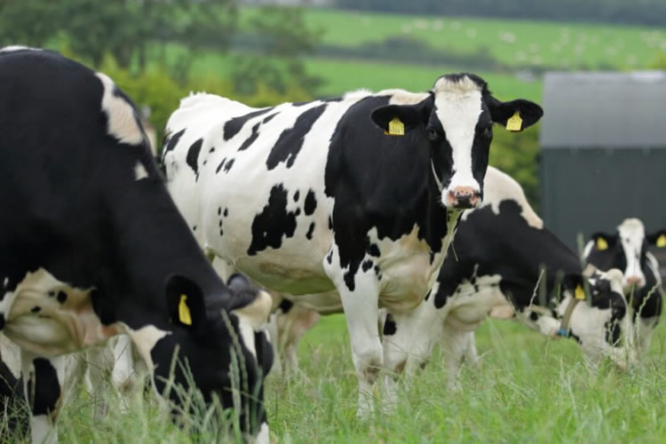 Los mercados lácteos mundiales mejorarán para fines de año