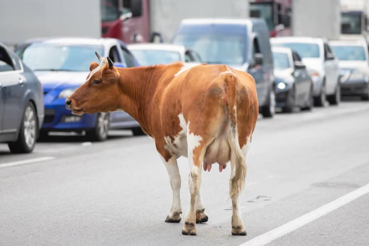 EE. UU.: lecheros quieren convertir los desechos de las vacas en biocombustibles 