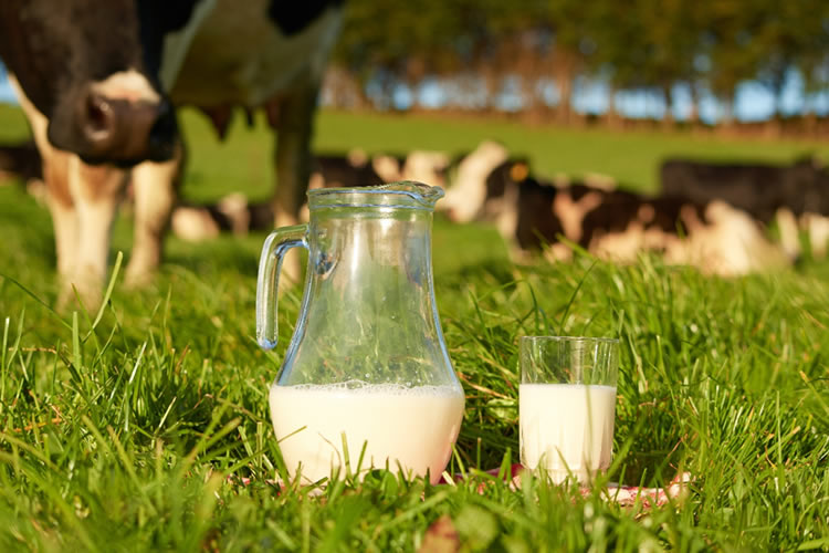 Calidad premium de la leche chilena encuentra potenciales mercados en el extranjero