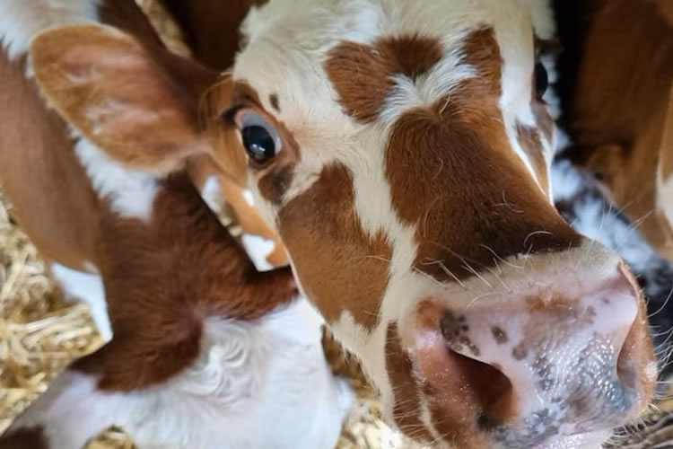 Australia: Se anuncian los precios de la leche de la nueva temporada