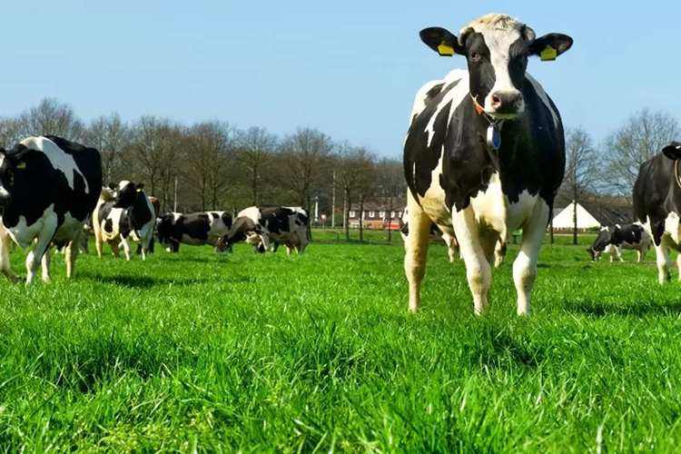 El poder de la leche y la agricultura regenerativa