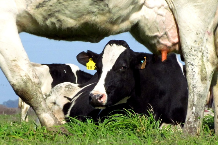 Argentina: Producción de leche primer cuatrimestre 2023