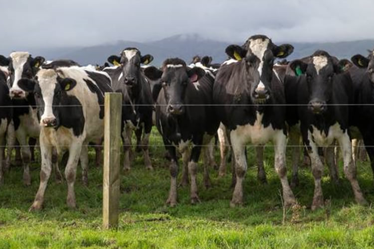 USDA realiza radiografía del a la industria lechera de Nueva Zelanda