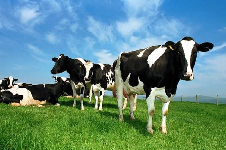 Producción de leche en Australia cae más del cinco por ciento en los últimos 12 meses