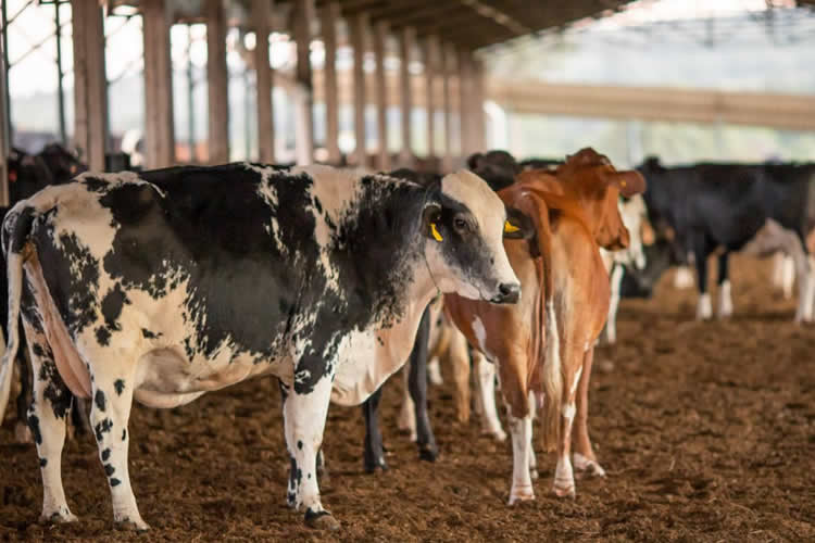 Brasil: Principales factores que influyen en la oferta y demanda de lácteos