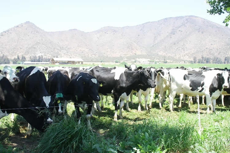 Opinión: “Modelos sustentables en la producción de leche”