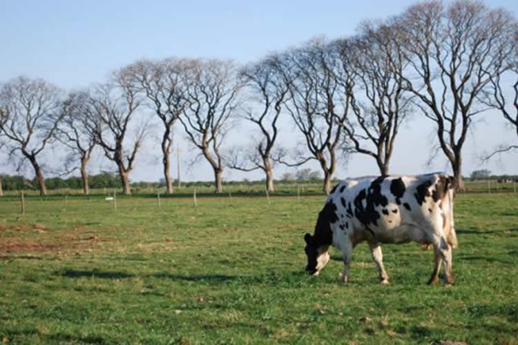 Cómo cerrar brechas productivas en los sistemas lecheros